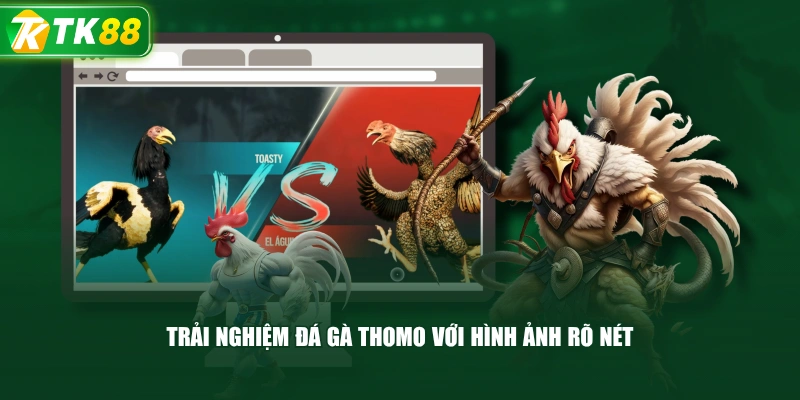 Trải Nghiệm Đá Gà Thomo Với Hình Ảnh Rõ Nét 
